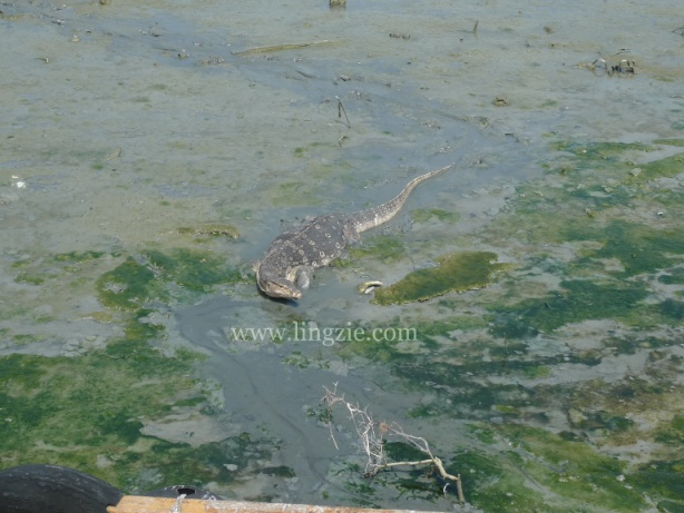 monitor lizard