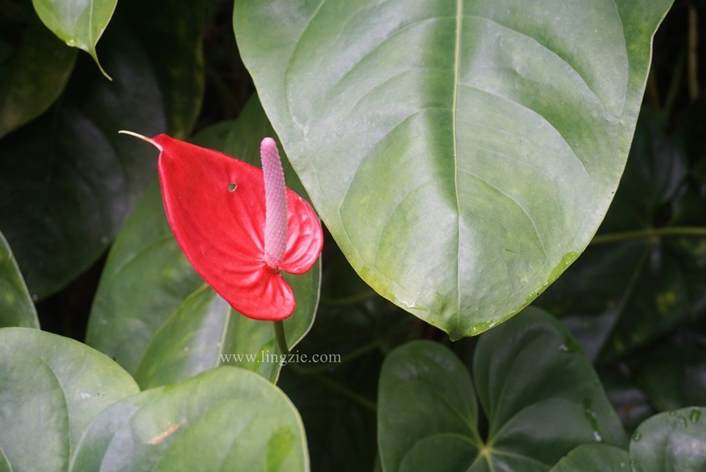 The Habitat, Penang Hill, Penang Attractions, Penang Food Blog, Treetop Walk, Visit Penang