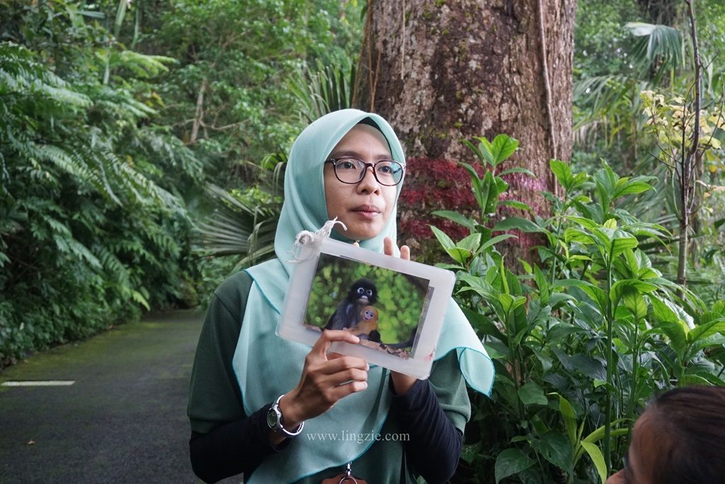 The Habitat, Penang Hill, Penang Attractions, Penang Food Blog, Treetop Walk, Visit Penang