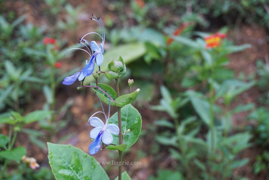 The Habitat, Penang Hill, Penang Attractions, Penang Food Blog, Treetop Walk, Visit Penang