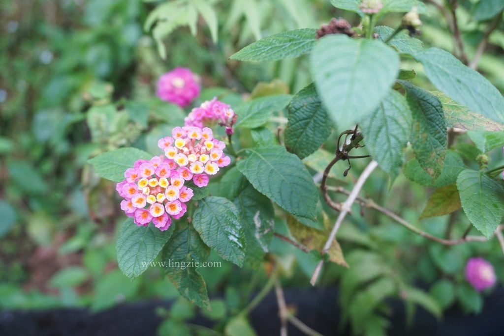 The Habitat, Penang Hill, Penang Attractions, Penang Food Blog, Treetop Walk, Visit Penang