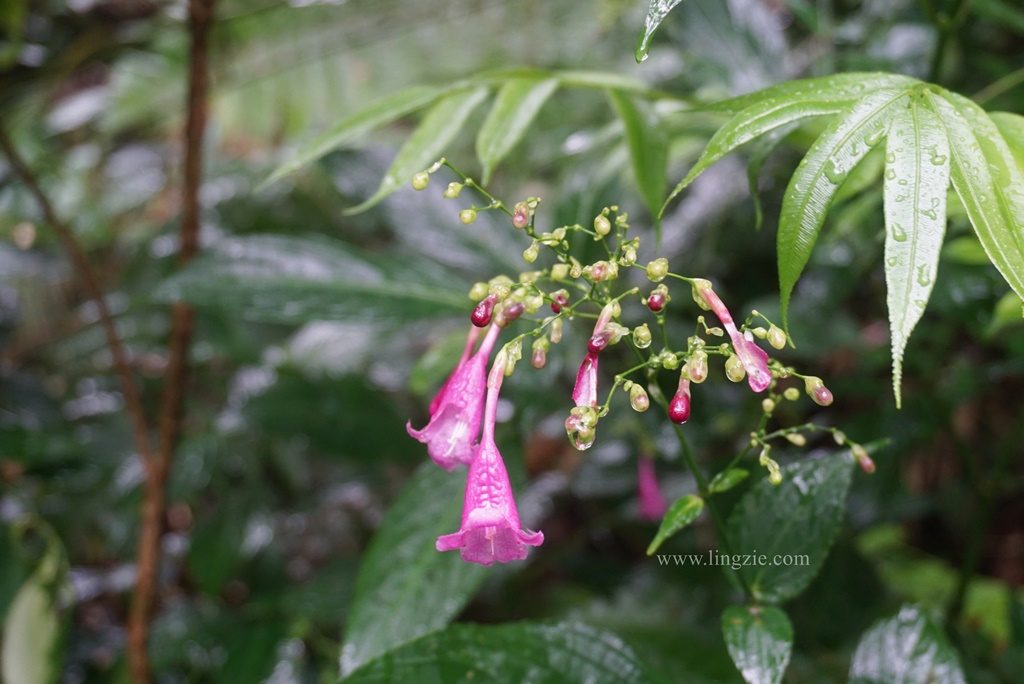 The Habitat, Penang Hill, Penang Attractions, Penang Food Blog, Treetop Walk, Visit Penang
