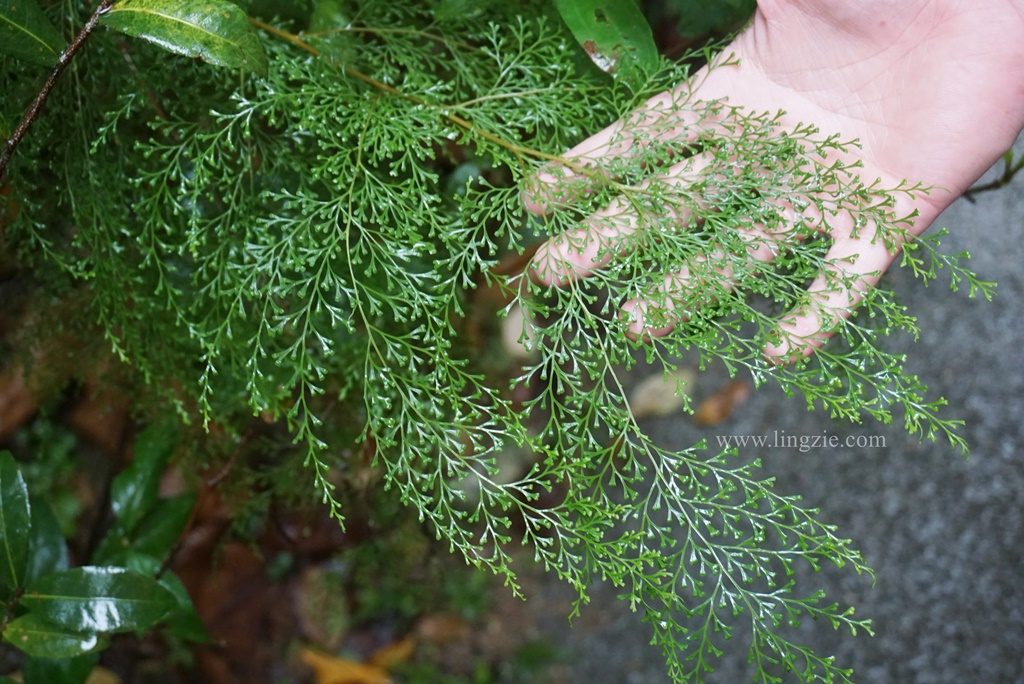 The Habitat, Penang Hill, Penang Attractions, Penang Food Blog, Treetop Walk, Visit Penang