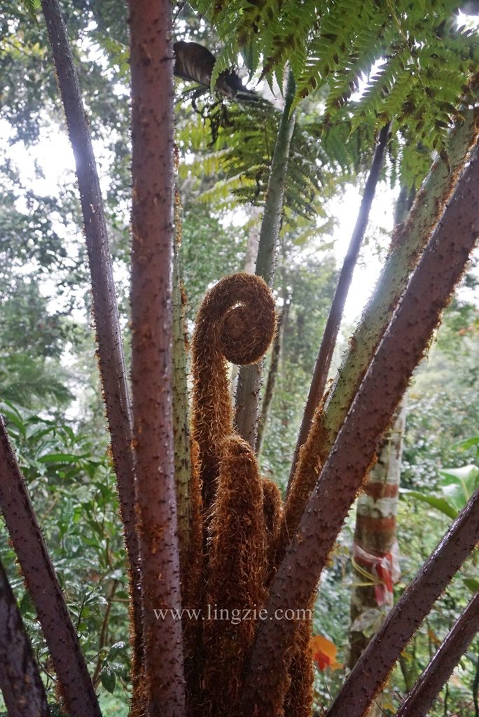 The Habitat, Penang Hill, Penang Attractions, Penang Food Blog, Treetop Walk, Visit Penang