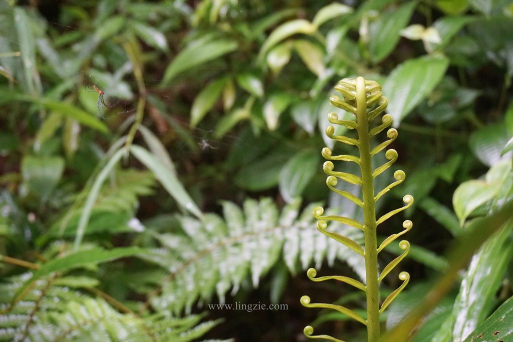 The Habitat, Penang Hill, Penang Attractions, Penang Food Blog, Treetop Walk, Visit Penang