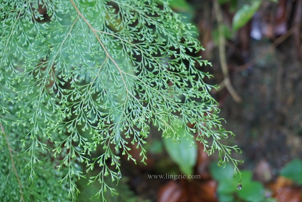 The Habitat, Penang Hill, Penang Attractions, Penang Food Blog, Treetop Walk, Visit Penang