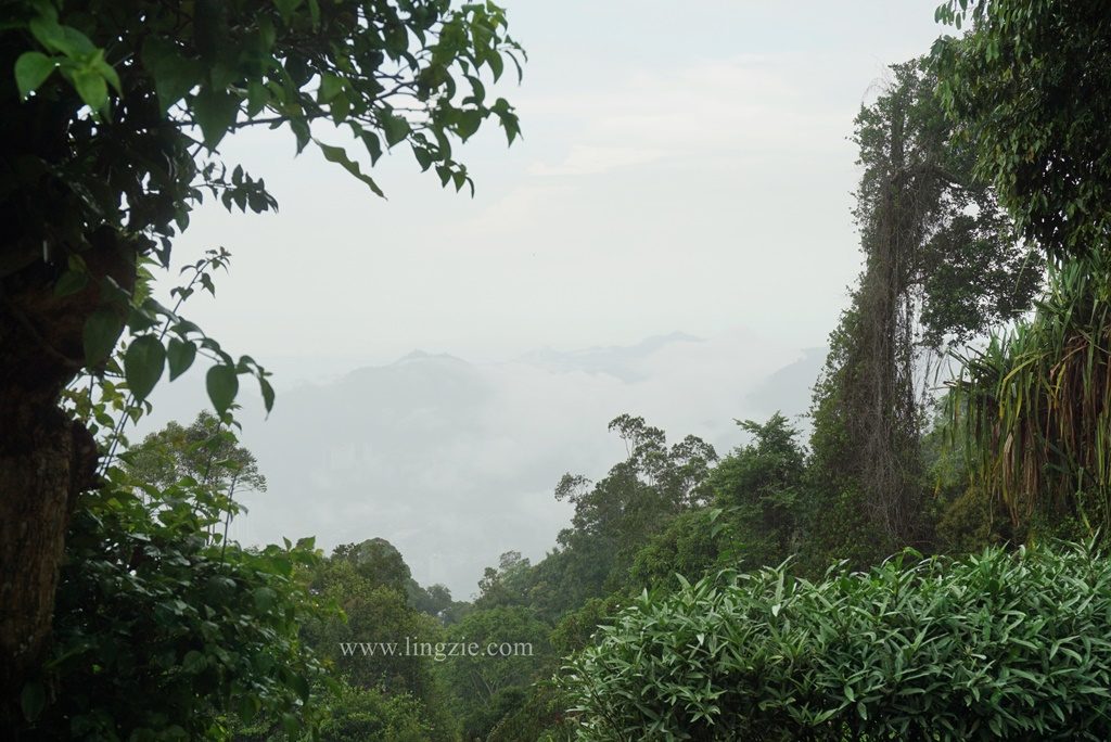 The Habitat, Penang Hill, Penang Attractions, Penang Food Blog, Treetop Walk, Visit Penang